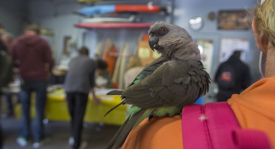A parrot rides on the shoulder of a voter at the Los Angeles Lifeguard station at Venice Beach in Los Angeles, United States (Photo: David McNew/Getty Images/AFP) img