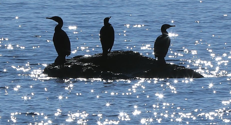 Cormorans rest on rocks off the southeastern French city of Cannes (Photo: Valery Hache/AFP) img