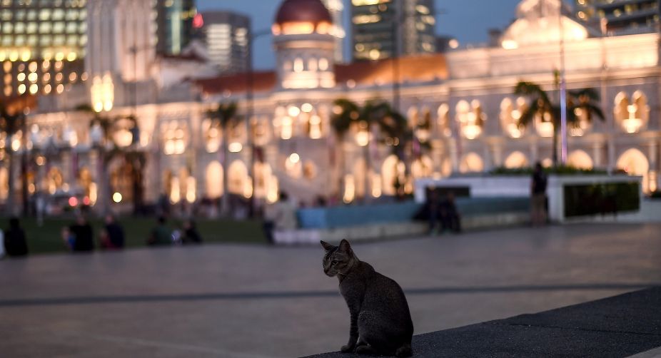 A stray cat sits with the backdrop of late nineteenth century Sultan Abdul Samad building at the Independence square in Kuala Lumpur (Photo: Manan Vatsyayana/AFP) img