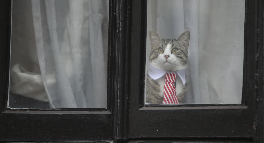 A cat named 'James' wearing a collar and tie looks out of the window of the Ecuadorian Embassy in London (Photo: Daniel Leal-Olivas/AFP) img