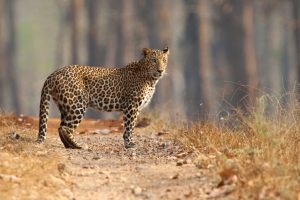 Uttarakhand: The curious case of leopard skin, flesh, bones