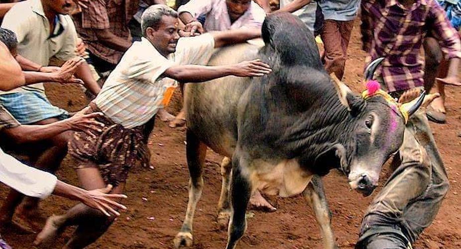 Plea in HC against AWBI removal from animal testing panel