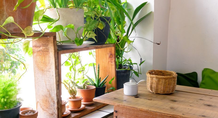 How a green lifestyle can cool your house