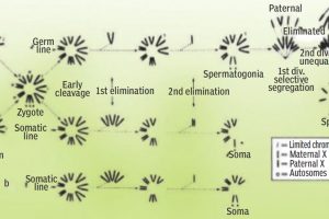 Early cell behaviour