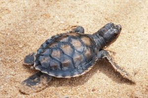 Tagged Olive Ridley turtles return to Odisha for nesting