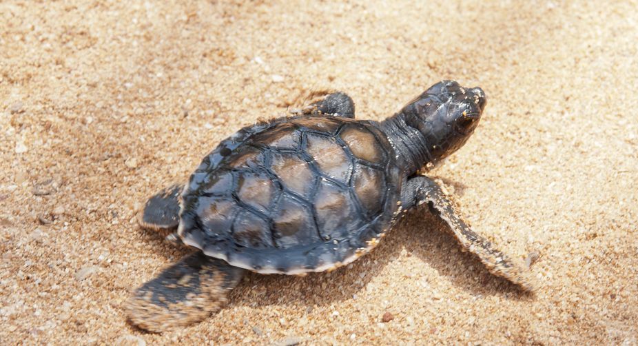 Tagged Olive Ridley turtles return to Odisha for nesting