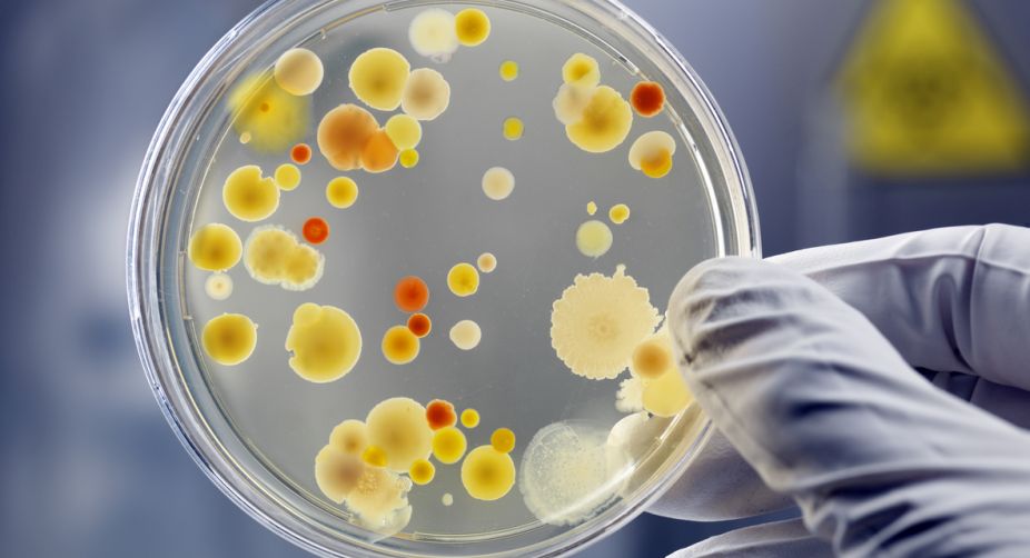 What is Naegleria fowleri? A rare ‘brain-eating’ amoeba that killed a US man