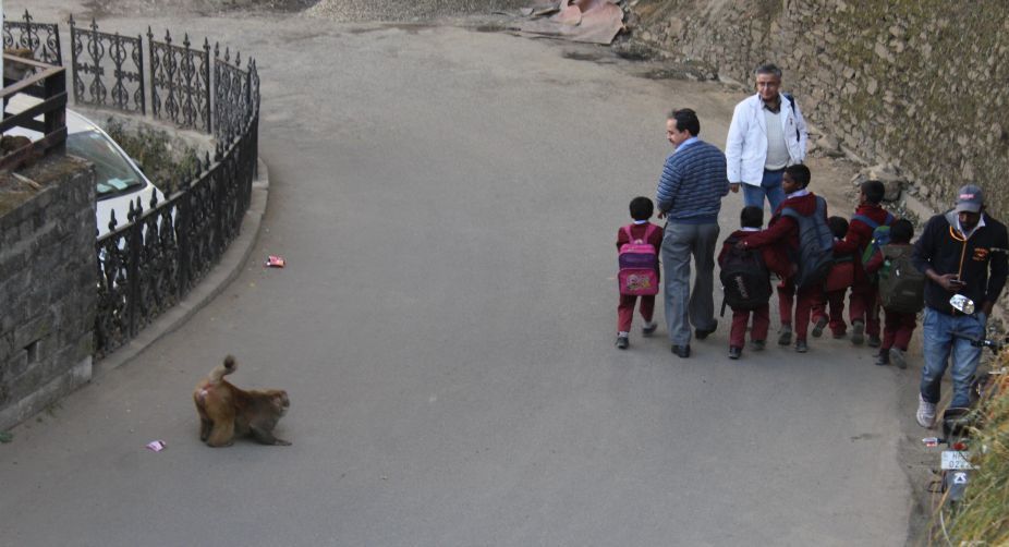 Centre may not allow Himachal to send monkeys to Northeast