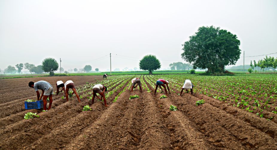 Telangana govt mulls giving bonus to farmers