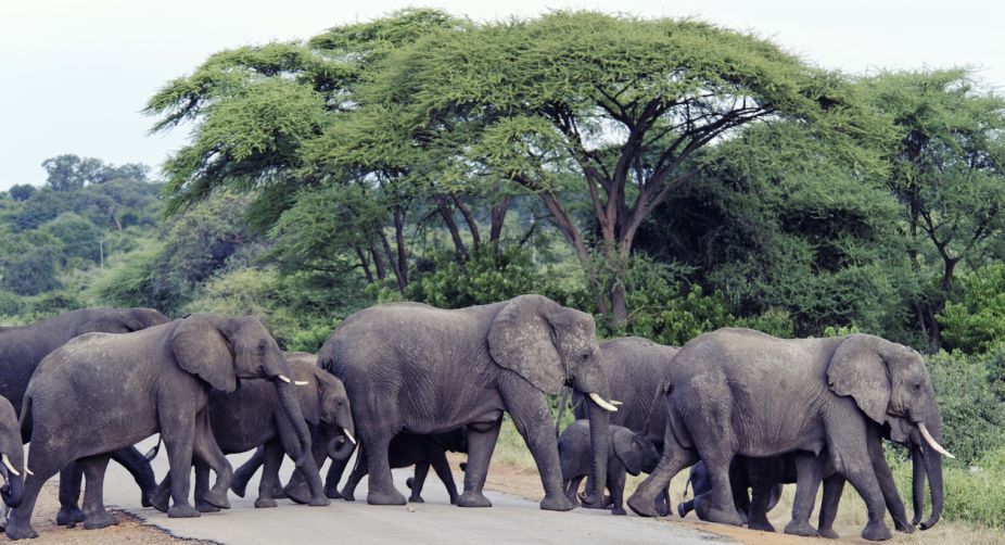 Six elephants killed by speeding train in Assam