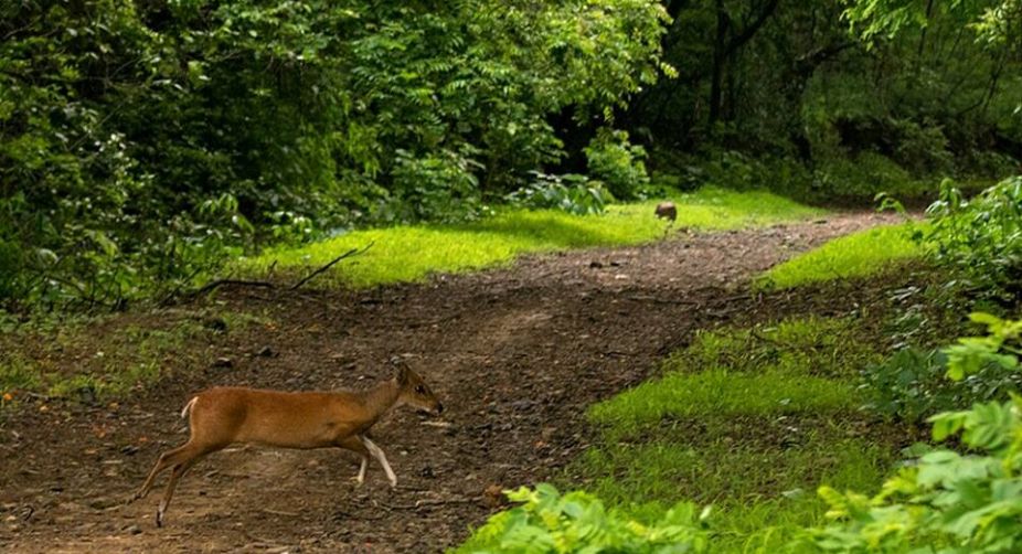 Mumbai’s National Park declared Eco-Sensitive Zone