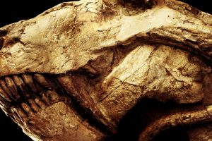 Tumour found in 255 million-year-old mammalian ancestor