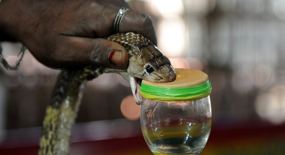 Cobra venom can help cure cancer