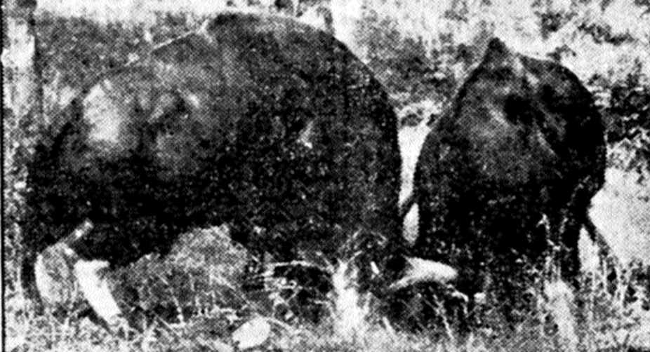 Gaur bulls with Roman noses