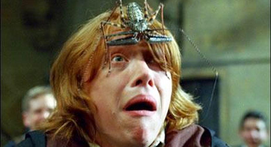 New spider species named after Harry Potter character