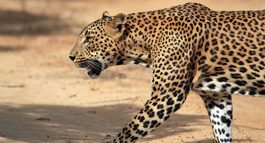 Leopard attack, Dehradun