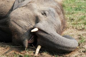 Man-elephant conflict hits Dhenkanal worst