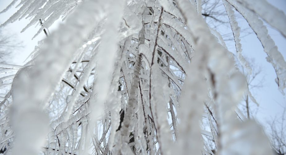 Icicles hang from a tree in Kokernag some 100 kms south of Srinagar. A cold wave further tightened its grip in Jammu and Kashmir with most places in the state recording sub-zero temperatures (Photo: Tauseef Mustafa/AFP) img