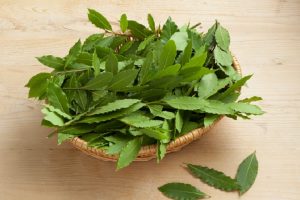 Bay leaves for taste and health