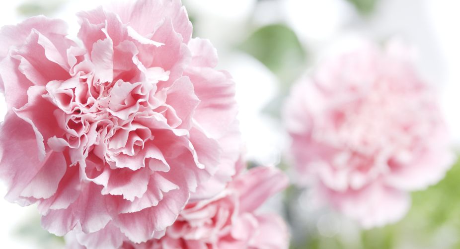 Carnation – the fairest of the season!