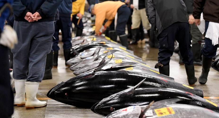 Bluefin tuna sells for $637,000 at Tokyo auction
