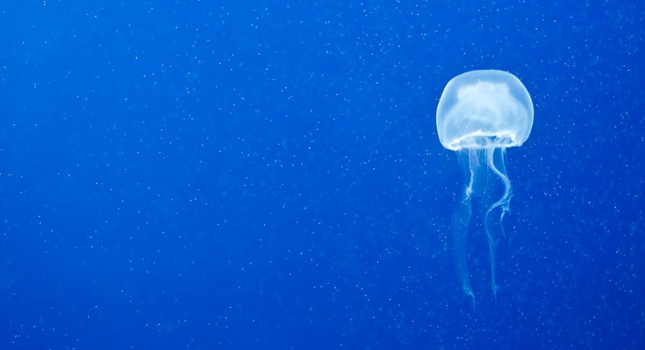 World’s smallest jellyfish causes havoc in Australia
