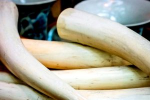 Ivory trade ban
