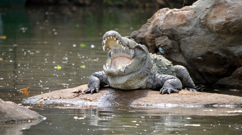 Breeding season of crocodiles keeps away tourists from Bhitarkanika NP