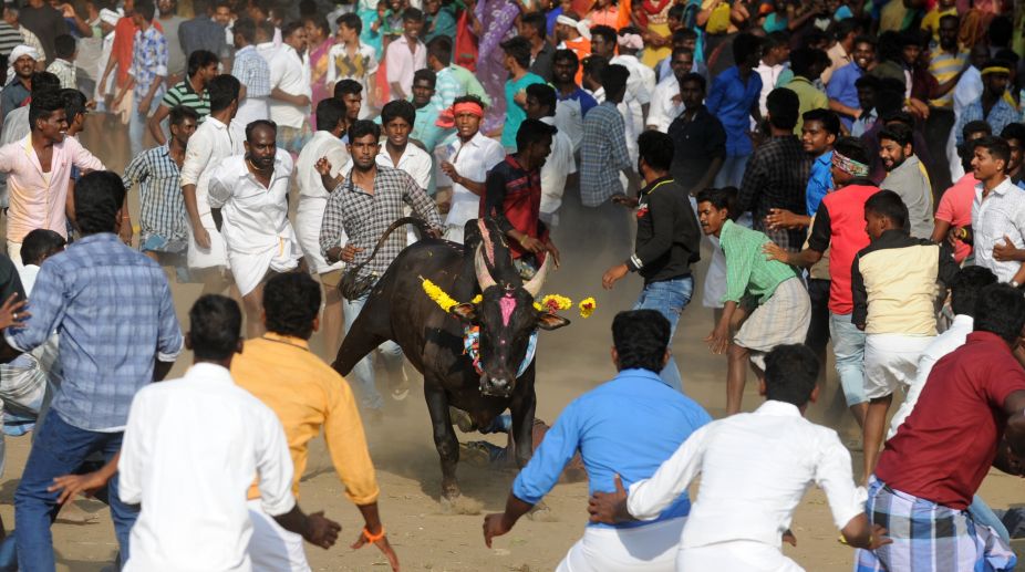Massive protest in favour of Jallikattu in Madurai