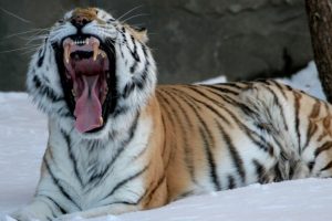 Caspian tigers may roam again