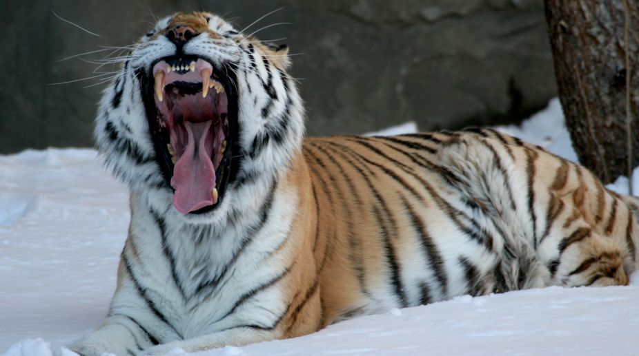 Caspian tigers may roam again