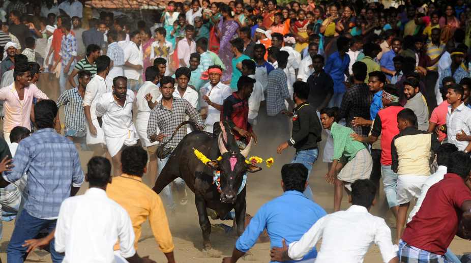 Jallikattu in Madurai district leaves 36 injured