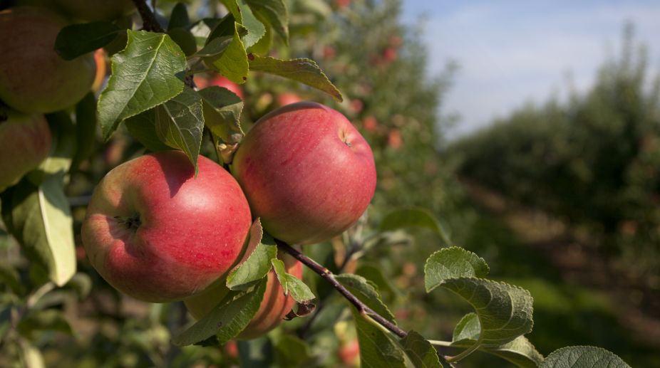 Himachal apples hold prosperity for farmers in Nepal