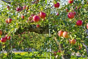 Here’s how modern juicy apples evolved