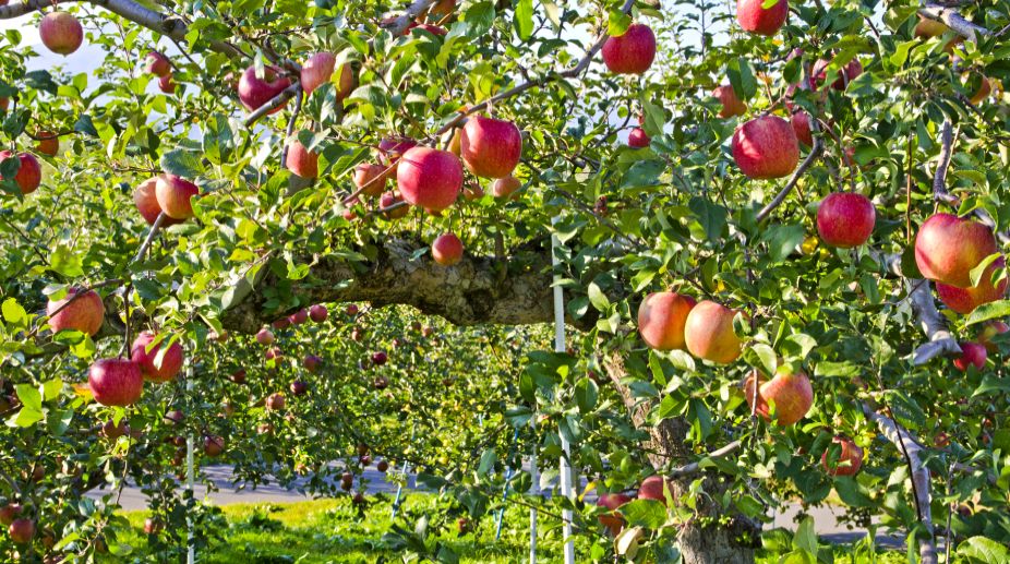 Himachal apples to bloom in Ladakh, NE states