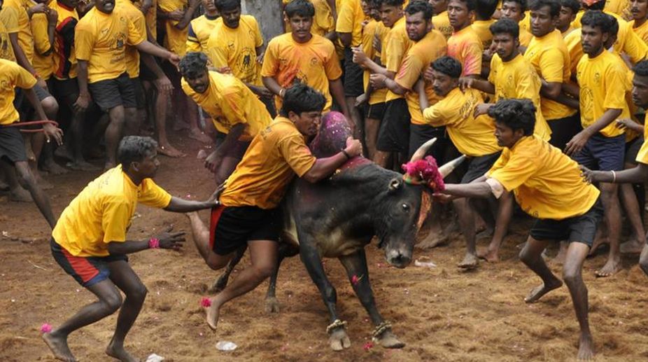 Three Jallikattu spectators die in Tamil Nadu