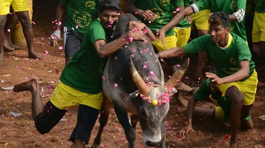 Jallikattu row: Unknown facts about the blood sport