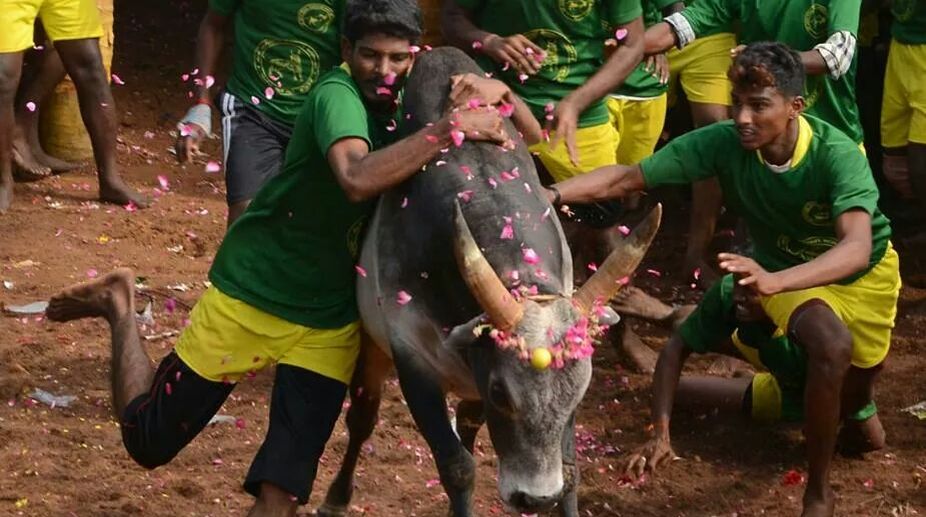 Government to withdraw notification permitting Jallikattu: SC told