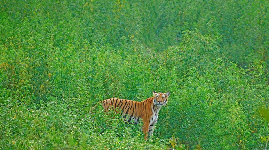 Rare tiger sighting in north Bengal prompts deployment of camera traps