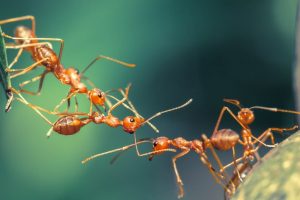 Ants use sun, memories for ‘backward’ walk home
