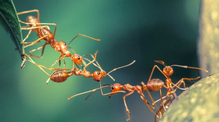 Ants use sun, memories for ‘backward’ walk home