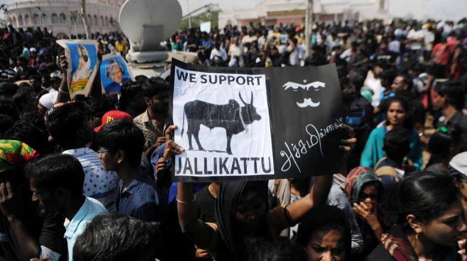 All pleas on Jallikattu will be heard on Jan 31: SC