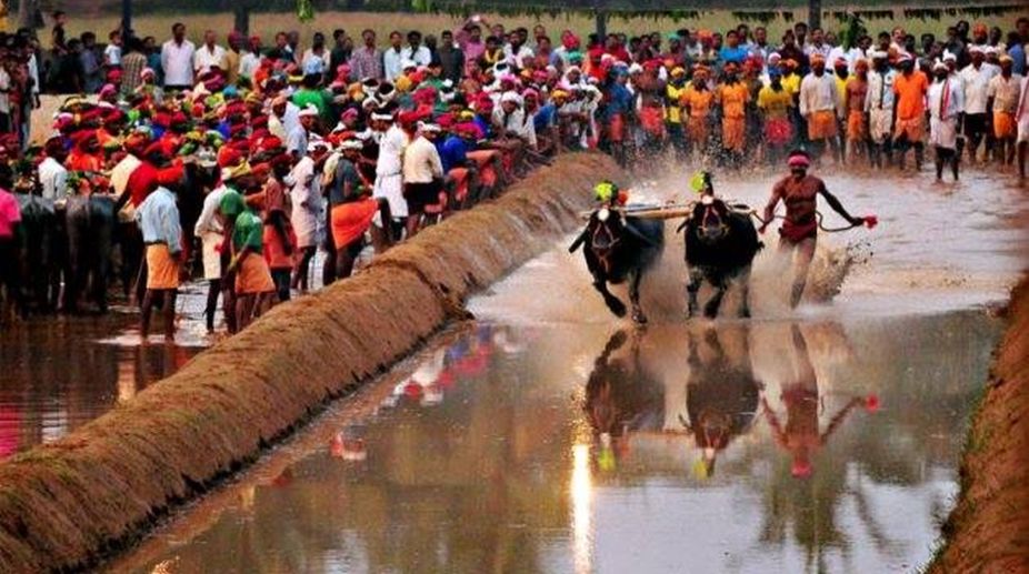 Protests against ban on Kambala intensify