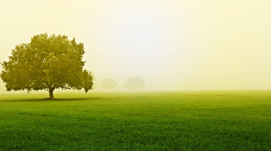 Haryana plans ‘tree shade’ for each village