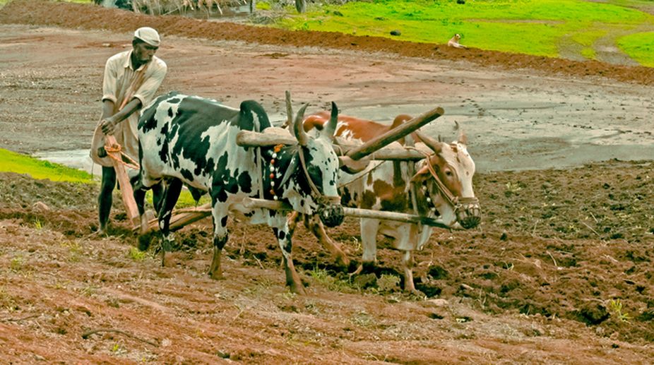Maharashtra Congress demands farm loans waiver