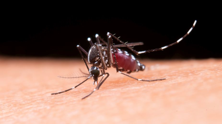 Over 600 affected by dengue in Mizoram