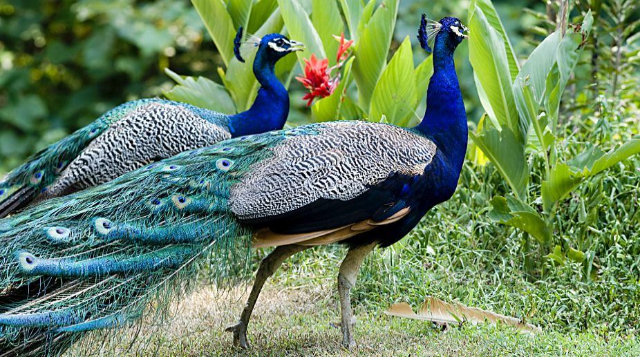 Oh, dancing peacocks fly off Lalu’s home!