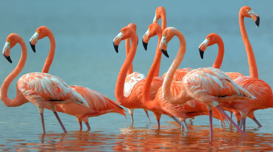Why flamingos stand on one leg decoded