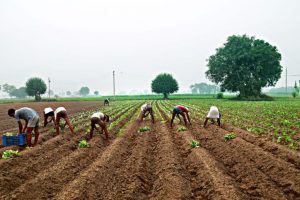 Himachal scheme to consolidate farmers under natural farming