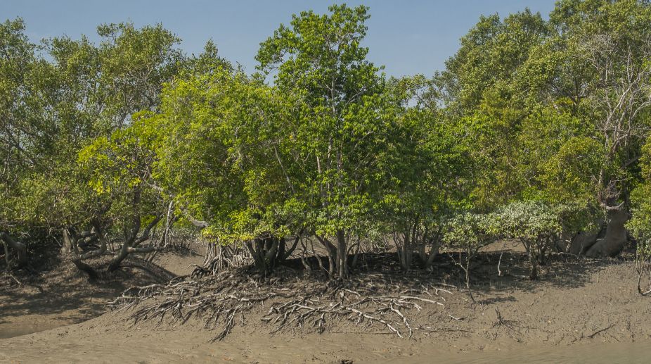 Civic engineer, 3 others booked for destroying mangroves